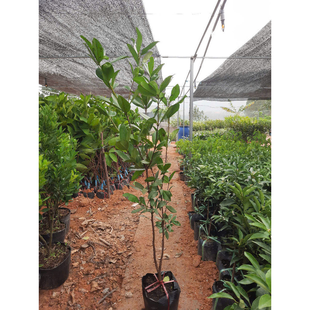 Cây cherry ( chery) Brazil choai cao 90-1M2 SẮP CHO QUẢ . nn