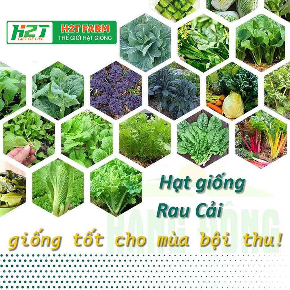 Hạt giống Rau Cải nảy mầm tốt, sinh trưởng khỏe, Rau Củ Quả trồng quanh năm - Hạt giống h2t farm
