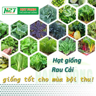 Hạt giống Rau Cải nảy mầm tốt, sinh trưởng khỏe, Rau Củ Quả trồng quanh năm - Hạt giống h2t farm