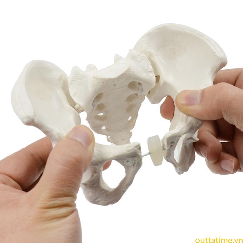 1Pc Pelvic Model Mini Female Pelvis Model Hệ thống sinh sản cho nữ