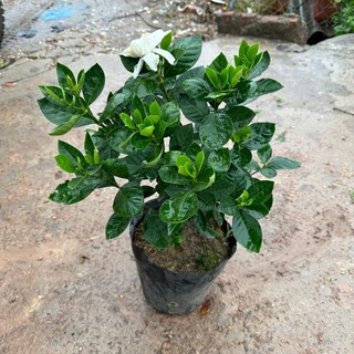 Cây hoa bạch thiên hương (hoa dành dành) -NN