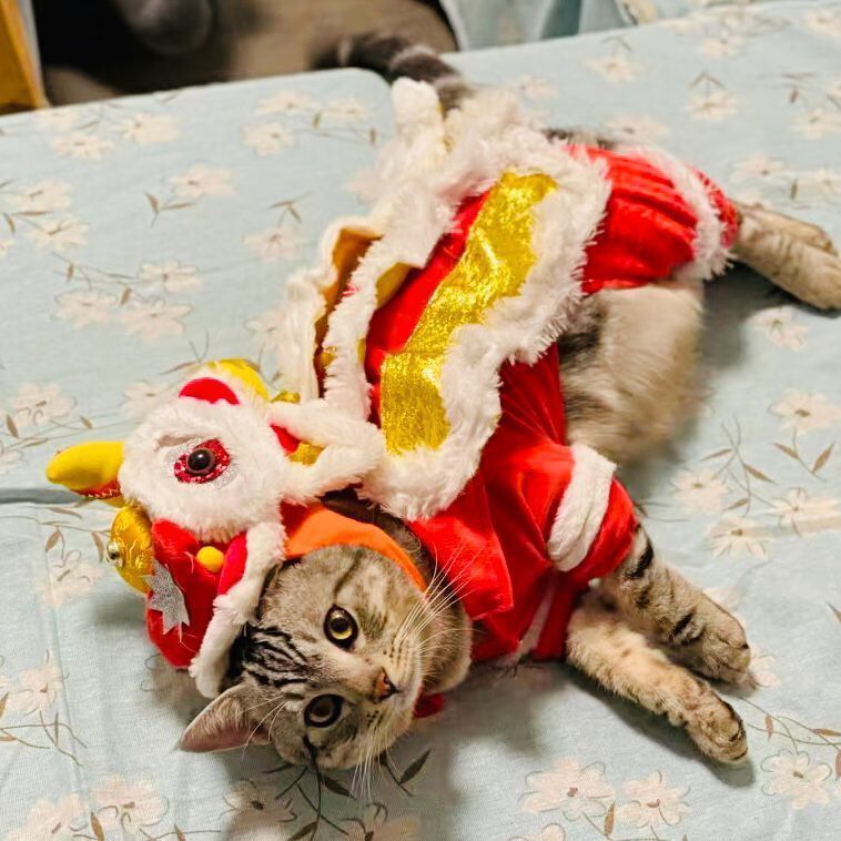 Sản phẩm mới Hàng có sẵn Quần áo cho mèo Quần áo mùa thu đông Lion Dance Lion Dance Teddy Bichon Cor