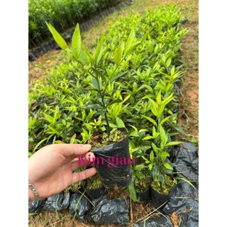 COMBO 2 CÂY KIM GIAO GIỐNG- CÂY NHƯ HÌNH ĐĂNG nn