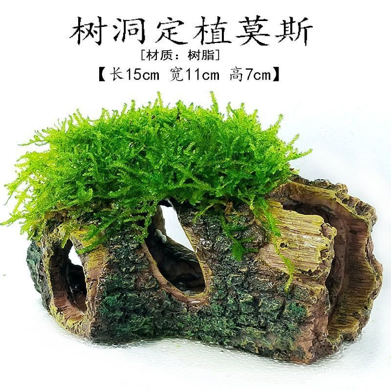 Phổ Biến Lá Lớn Ficus Bình Cát Tím Ẩn Nhà Bể Cá Cảnh Quan Rêu Nước Cỏ Tiền Ficus Lười Oxy Hóa