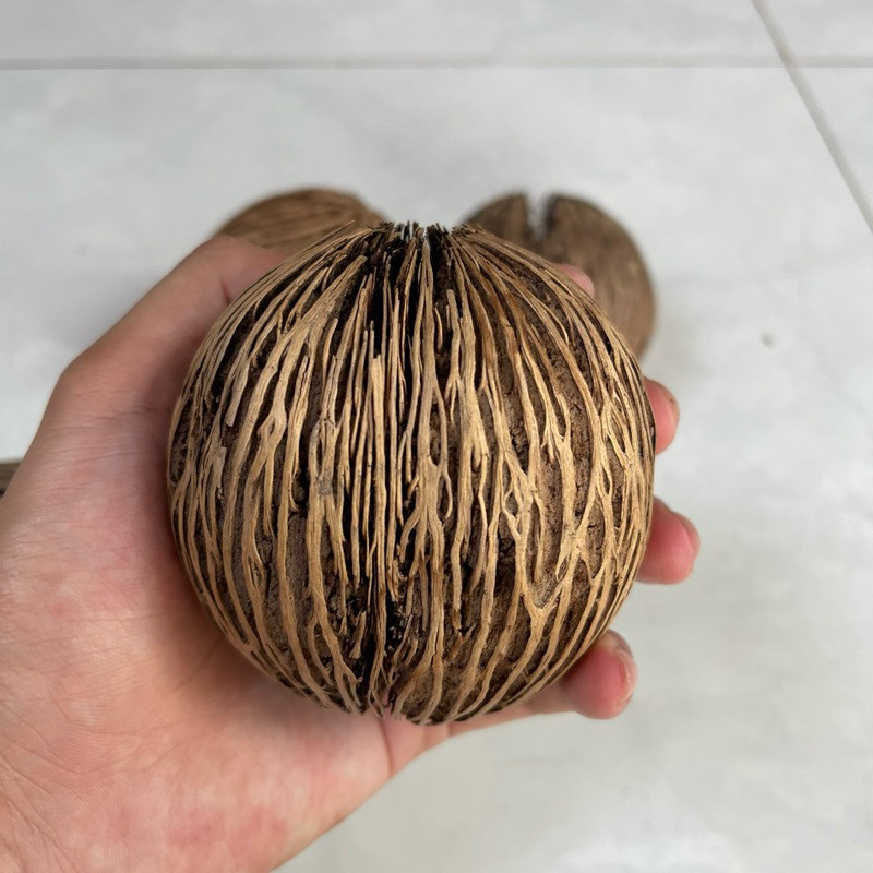 TRÁI DỪA KHÔ NHẬP KHẨU (Quả dừa trang trí thái lan, quả dừa kiểng thái, trái pong pong) nn
