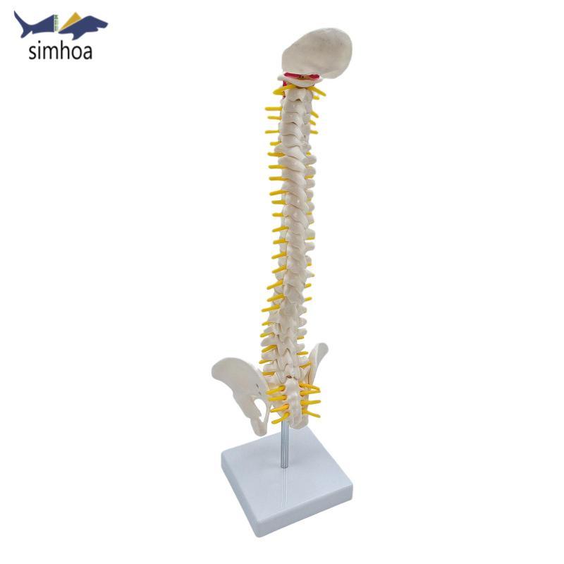 Simhoa Mô hình cột sống linh hoạt Mô hình xương sống Mô hình 45 kích thước có đế hỗ trợ giảng dạy