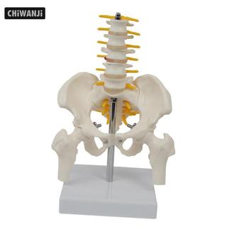 Mô hình xương chậu con người PVC với thiết bị giảng dạy Vertebrae Trẻ em Giáo dục hiển thị Công cụ cột sống