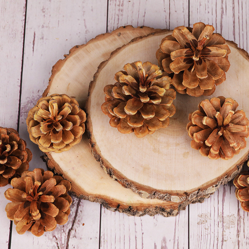 QUẢ THÔNG KHÔ TRANG TRÍ SIÊU ĐẸP T.CRAFT HOUSE