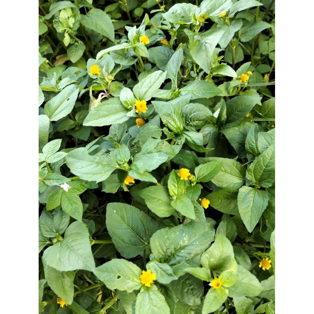 1 kg cây cúc áo hoa vàng, cây nhức răng .