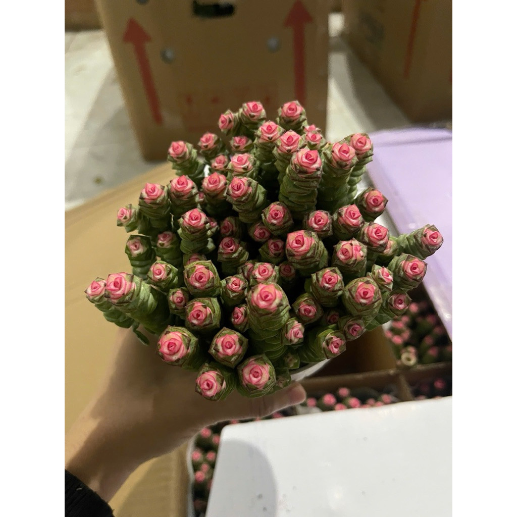 HGCT-Sen Đá Sâu , Sen Đá Xiên Thịt Hồng Nhiều Nhánh Siêu Xinh