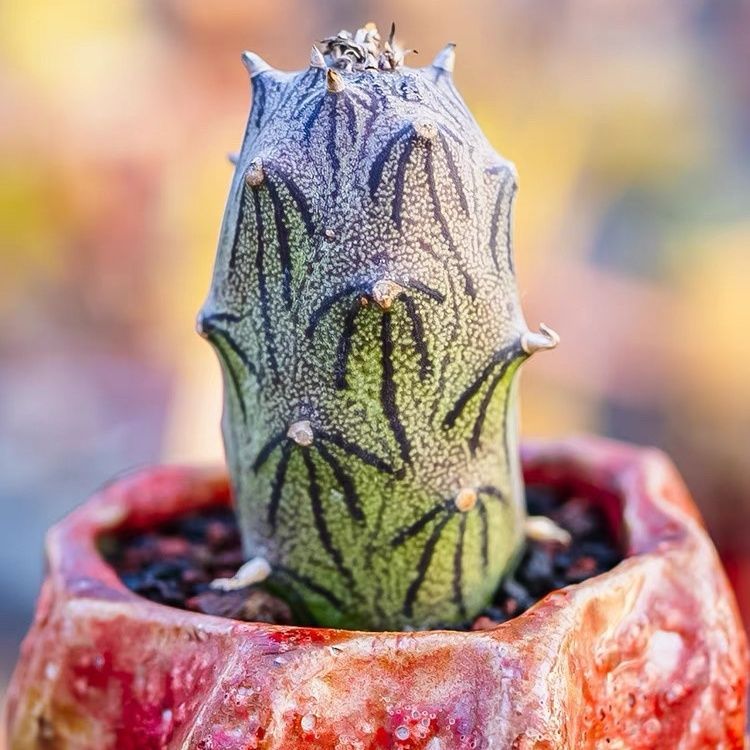 Pusiliju Puli Siju Thousand Miles Light là hoa cúc Kesha Thực vật thô Hoa mọng nước đẹp 11.27