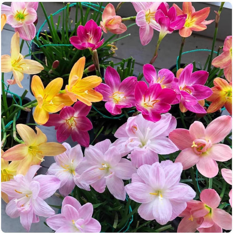 Fengyu Orchid Trồng Bóng Hồng Fengyu Orchid Plant Chậu Cây Bóng Rễ Hoa Bốn Mùa Hoa Cây Xanh Leek Bal
