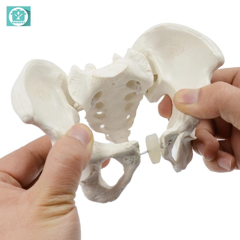 Woedpez 1Pc Mô hình chậu Mini Nữ Pelvis Model Hệ thống sinh sản nữ