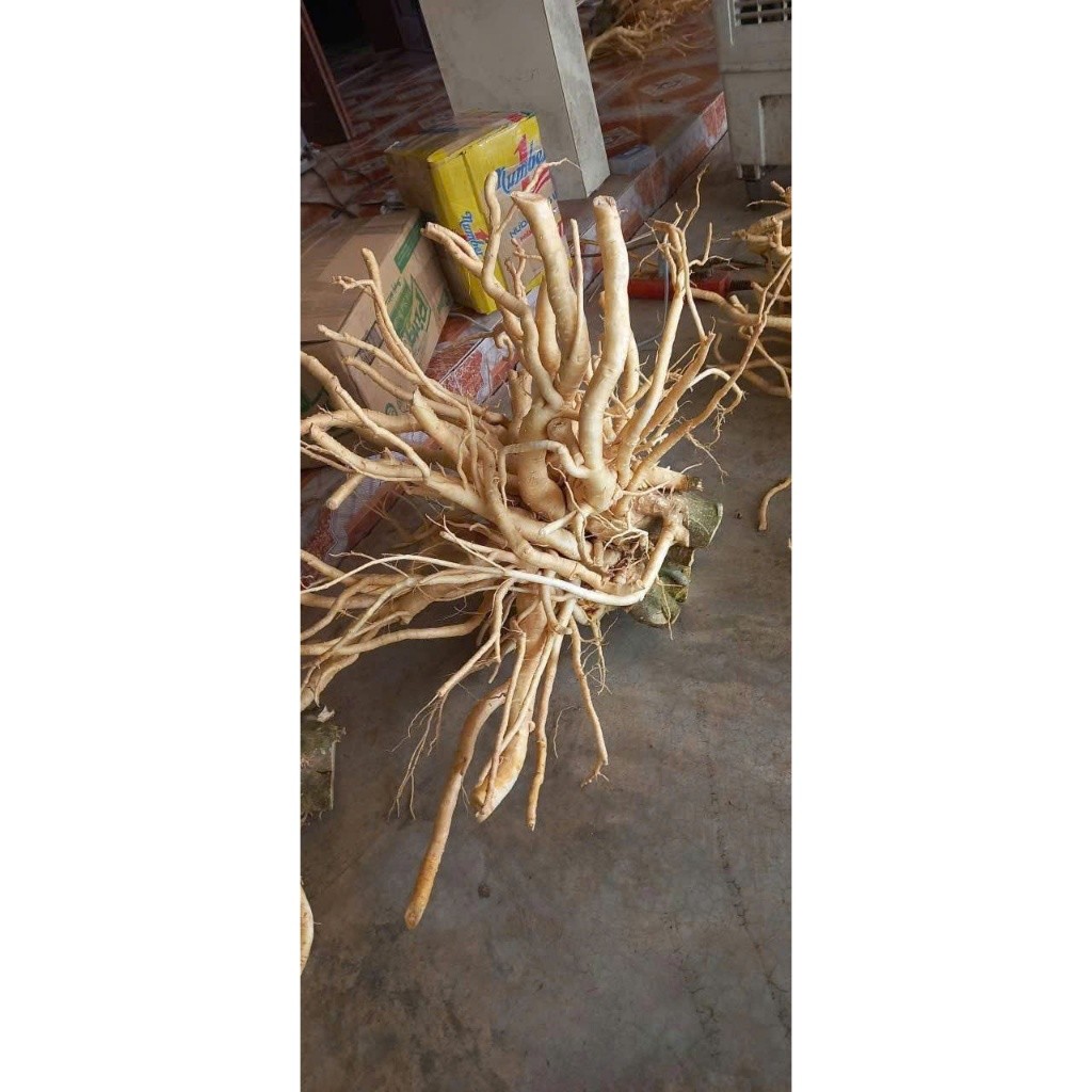 Củ Đinh Lăng Nếp Lá Nhỏ Nam Định 3Kg – Đinh Lăng Ta Già Nguyên Củ 8–10 Năm