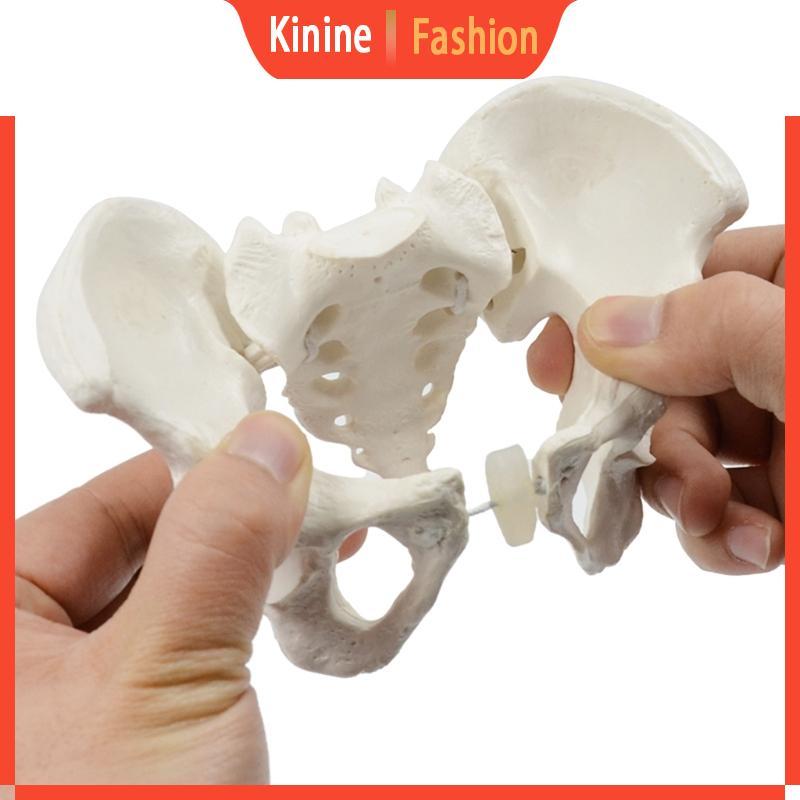 KIN Mini Nữ Pelvis Mô Hình Nữ Pelvic Con Người Mô Hình Y Tế Dạy Mô Hình
