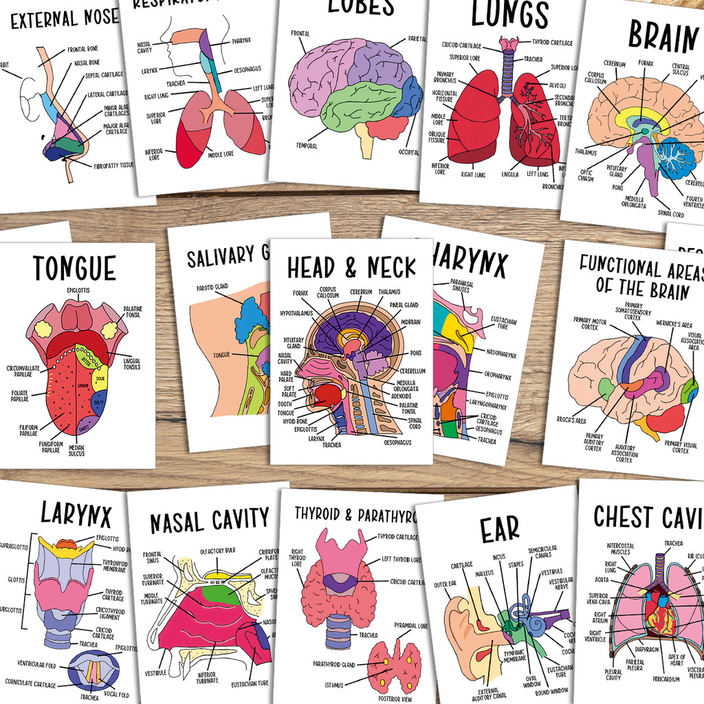 Bộ 30 thẻ flashcard giải phẫu con người | Giáo dục y tế cho học sinh & giáo viên | Sơ đồ tim, não, p