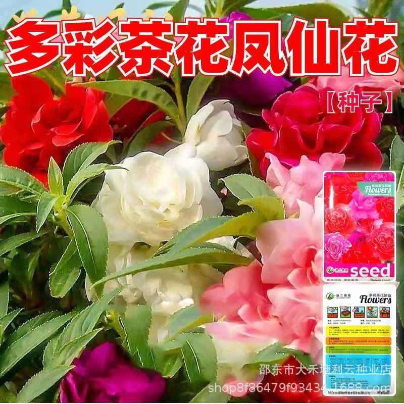 Nhiều Màu Sắc Camellia Phoenix Bất Tử Hạt Giống Hoa Henna Xuân Thu Bốn Mùa Hoa Sân Trong Nhà Ban Côn