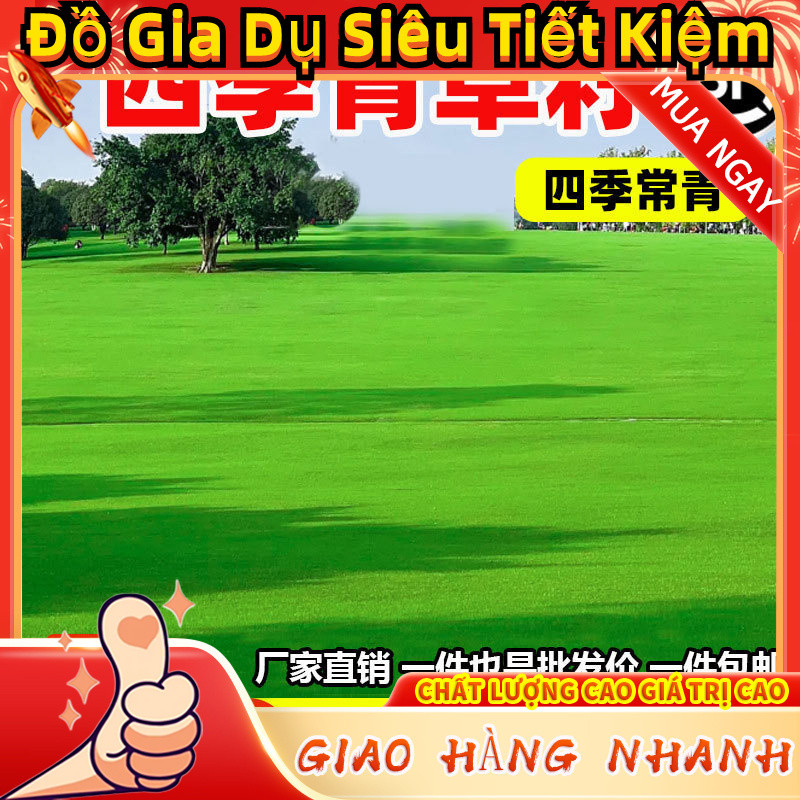 Hạt giống cỏ khô chống lạnh Four Seasons Evergreen DNJI