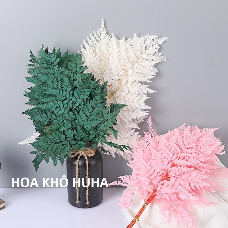 LÁ DƯƠNG XỈ ƯỚP KHÔ DECOR, TRANG TRÍ, CHỤP ẢNH STUDIO (1 LÁ TO) nhà MON