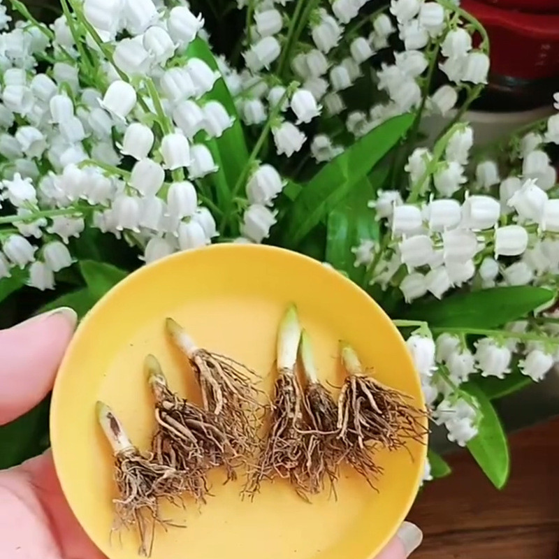 Lily of the Valley Hoa Con Có Nụ Hoa Bốn Mùa Không Thể Phá Vỡ Lily Of The Valley Trồng Bóng Rễ Hương