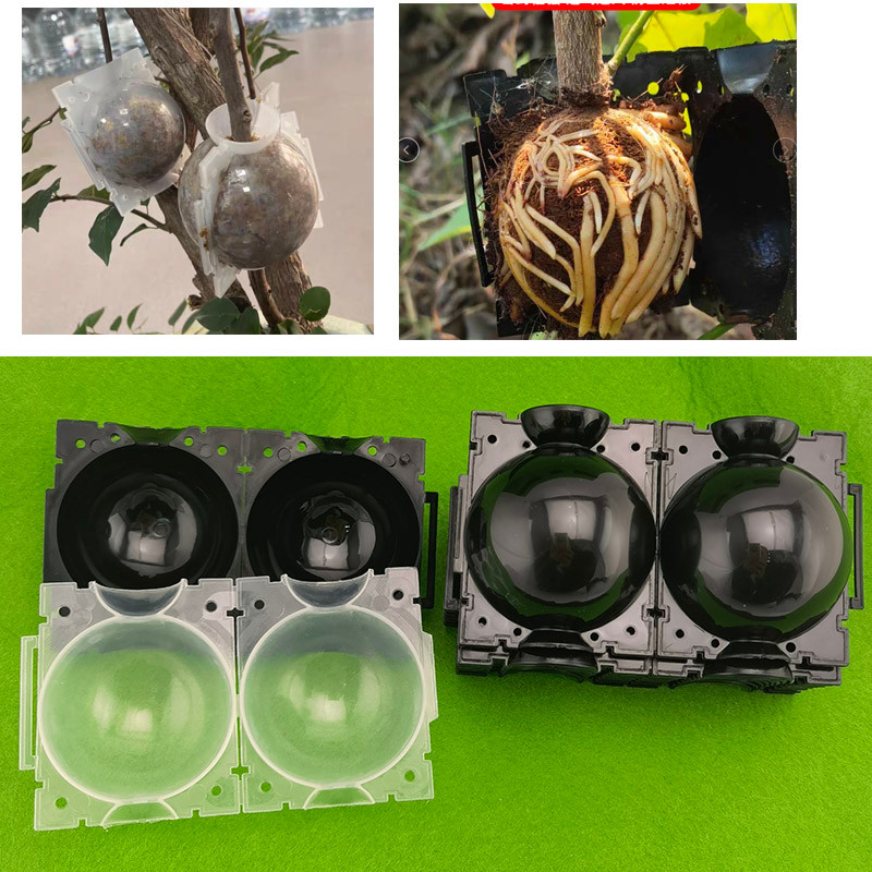 20 Chiếc Cây Rễ Bóng Cây Trái Cây Rễ Cây Hộp Phát Triển Nhựa Hộp Ghép Rễ Trồng Cao Áp Trong Suốt Nồi