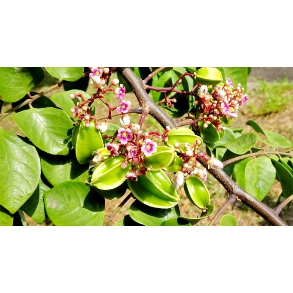 Lá khế Tươi ( khế chua )Ogranic  1kg. khách đặt mới hái