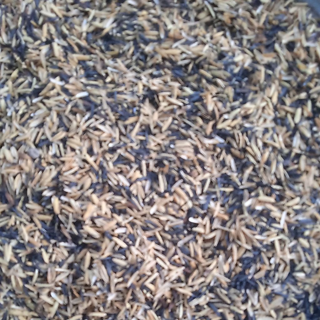 trấu hun 100g ( trồng sen đá ,dâu tây , việt quất )