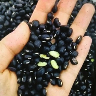 Sỉ 10kg Đậu Đen Xanh Lòng loại 1, Đỗ Đen dùng nấu chè