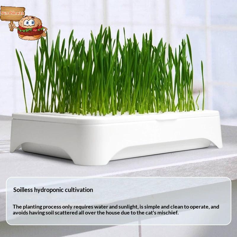 Mặt trời trong nhà Cat Grass Plant Kit Soilless Healthy Wheatgrass tỏa sáng