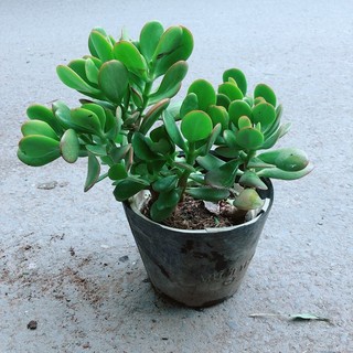 Cây Ngọc Bích