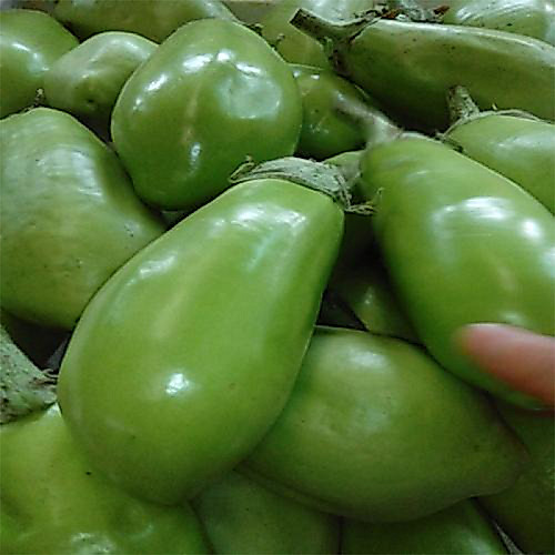 Eggplant Seeds -  seeds For Planting Dwarf Eggplant Seeds-200viên
