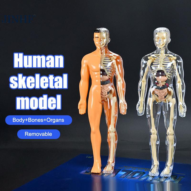 JINHF 3D Human Skeleton Organ Anatomy Bộ mô hình khoa học Bộ mô hình giáo dục cơ thể trẻ em Mô có th
