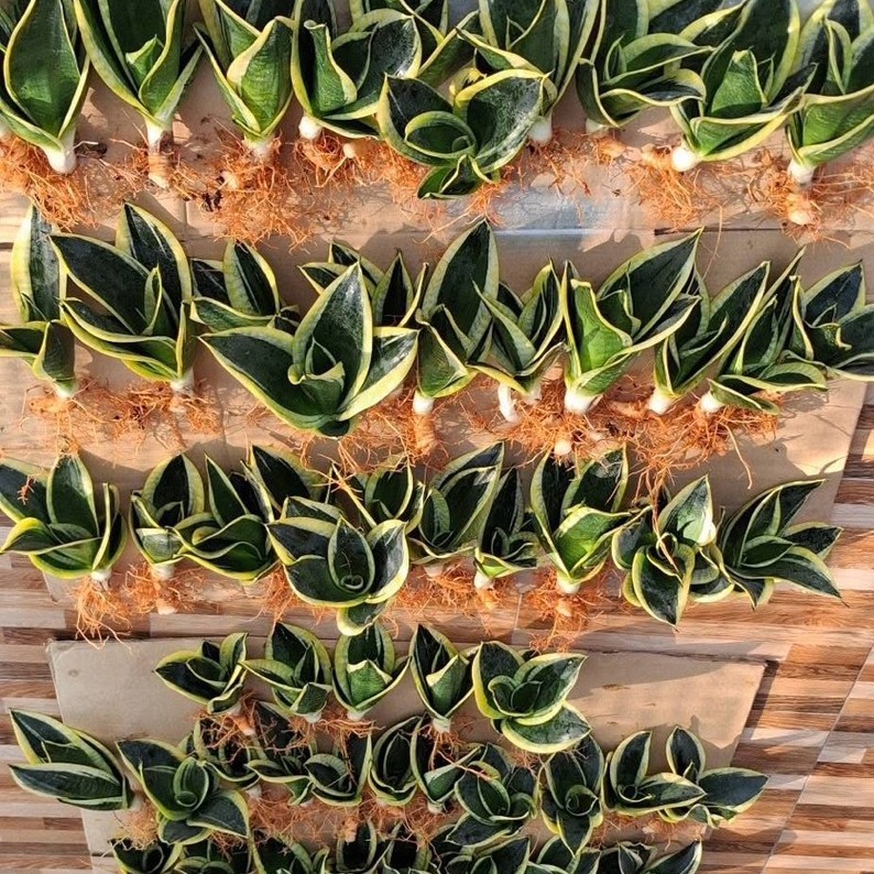 Lưỡi Hổ Búp Sen (Sansevieria trifasciata 'Jade Pagoda Hahnii')