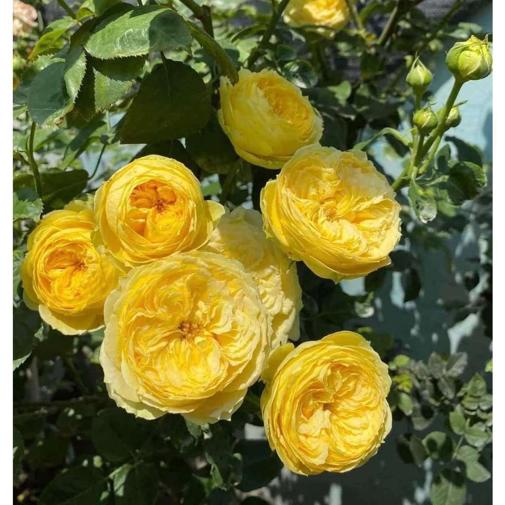 COMBO 8 GỐC Hoa hồng Catalina rose MÀU VÀNG CHANH ( GỐC RỄ TRẦN TUYỆT ĐẸP)