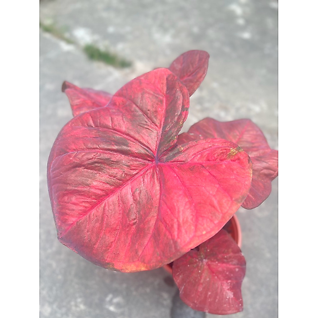chậu cứng caladium RBX01- kiểng lá sưu tầm