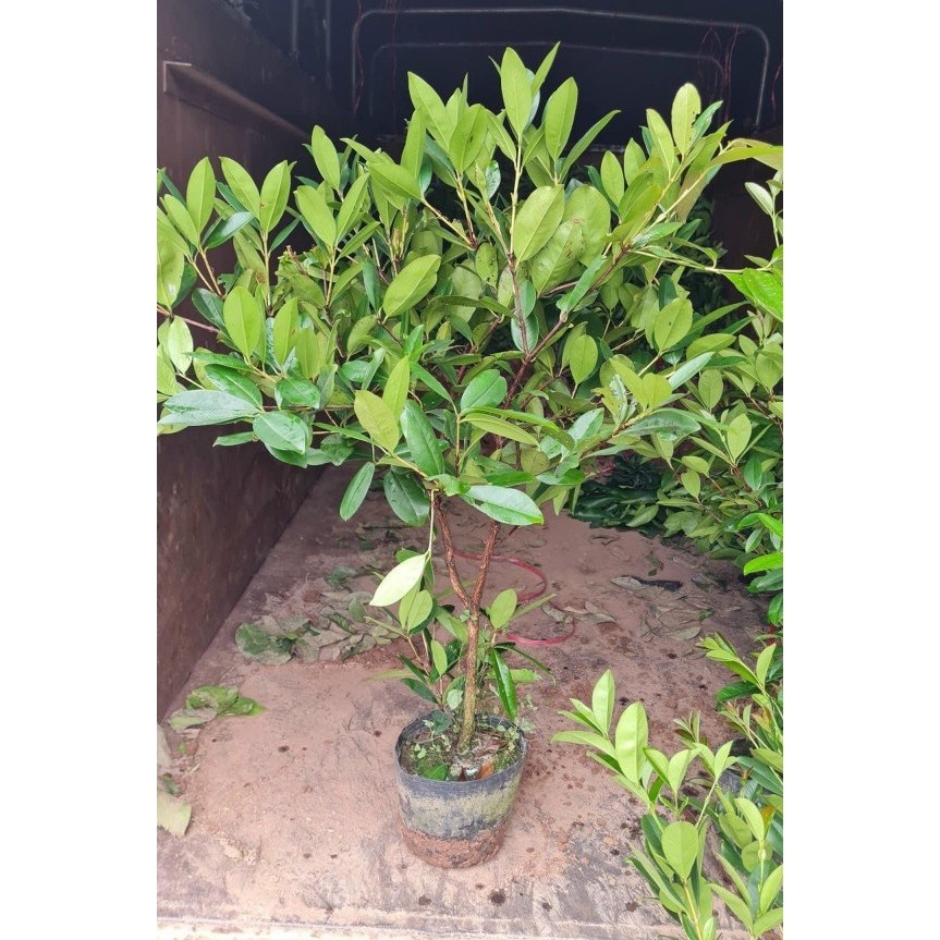 Cây cherry ( chery) Brazil choai cao 80-120cm gốc to cây nhanh cho trái bầu rễ ổn định