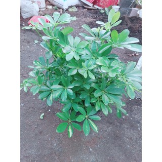 Ngũ Gia Bì Size 50cm