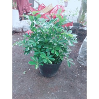 Ngũ Gia Bì Size 50cm