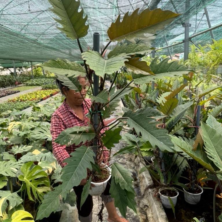Chậu Philodendron Caramel đang leo trụ chậu 2c cao hơn 1m khỏe đẹp