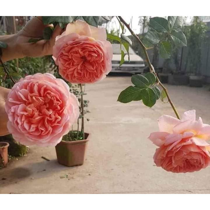 combo  10 gốc Hoa hồng Abraham Darby Rose gốc rễ trần