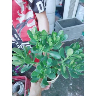 Cây Ngọc Bích