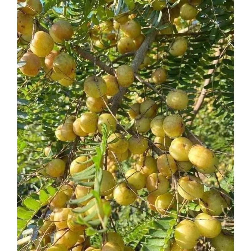 giống cây me rừng me quả tròn