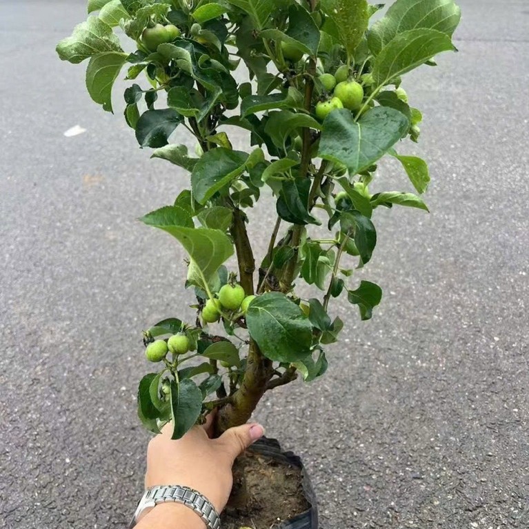 CÂY TÁO CHERY CÂY BONSAI ĐANG QUẢ NHIỀU