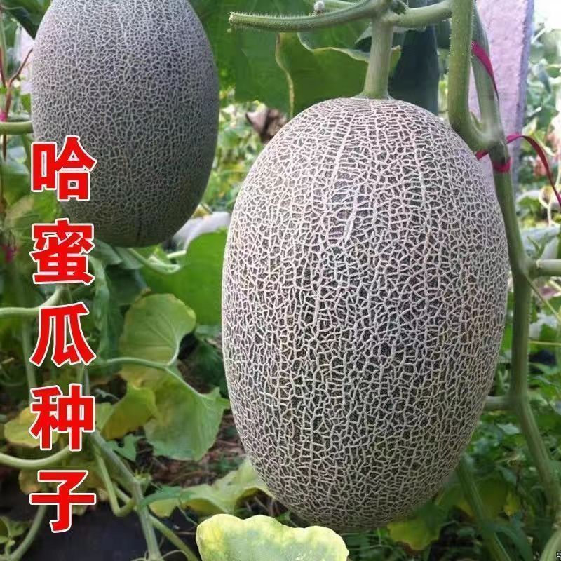 Hạt giống dưa hấu lưới Hạt giống dưa hấu đầu bếp dưa lưới mỏng Lưới da dưa hấu trái cây siêu ngọt hạ
