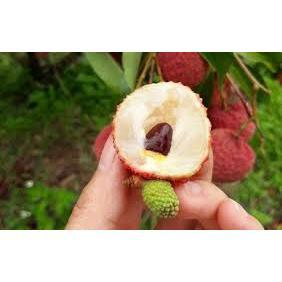 combo 5 cây vải lục ngan( cay thực sinh)