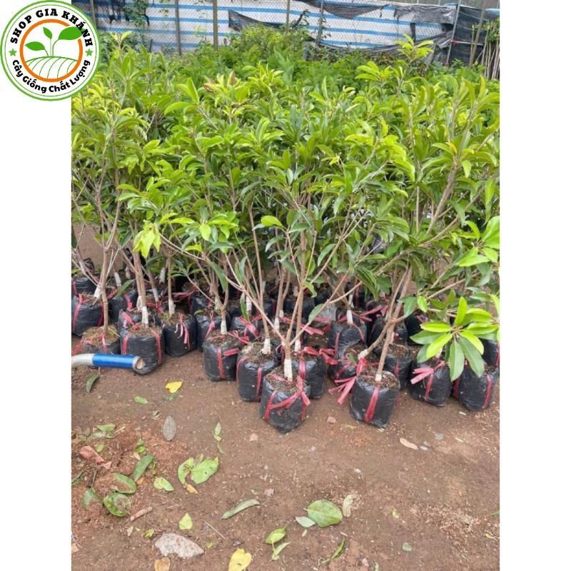 Cây giống Hồng xiêm Mexico ( sapoche mexico-BẦU SƠ DỪA - Shop Gia Khánh