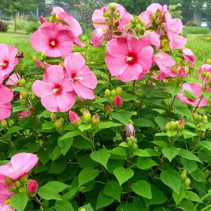 Hạt giống Okara hoa lớn Bán hàng Hạt giống hoa cỏ giảm giá lớn Bán buôn Hạt giống Okra