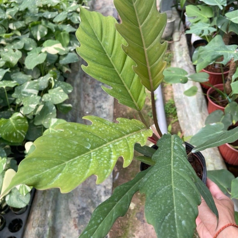 Philodendron Caramel size vừa khỏe đẹp
