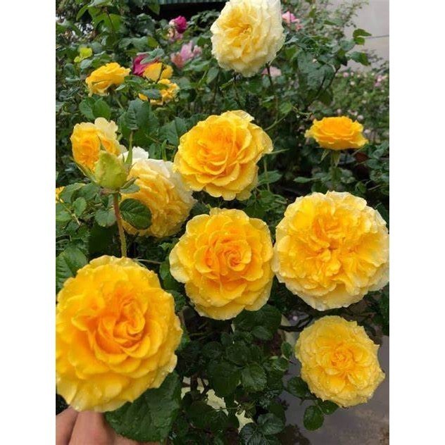 5 Hoa hồng Catalina rose màu vàng chanh tuyệt đẹp-- Gốc rễ trần
