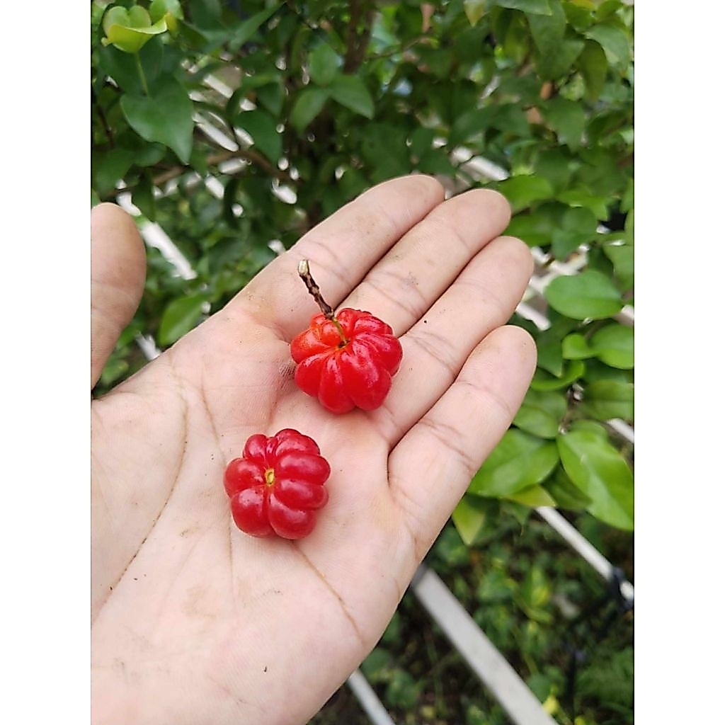 cây giống chery surinam ( chery khía)